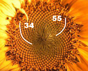Fibonacci-Zahlen finden sich in den Blütenständen von vielen Blumen.